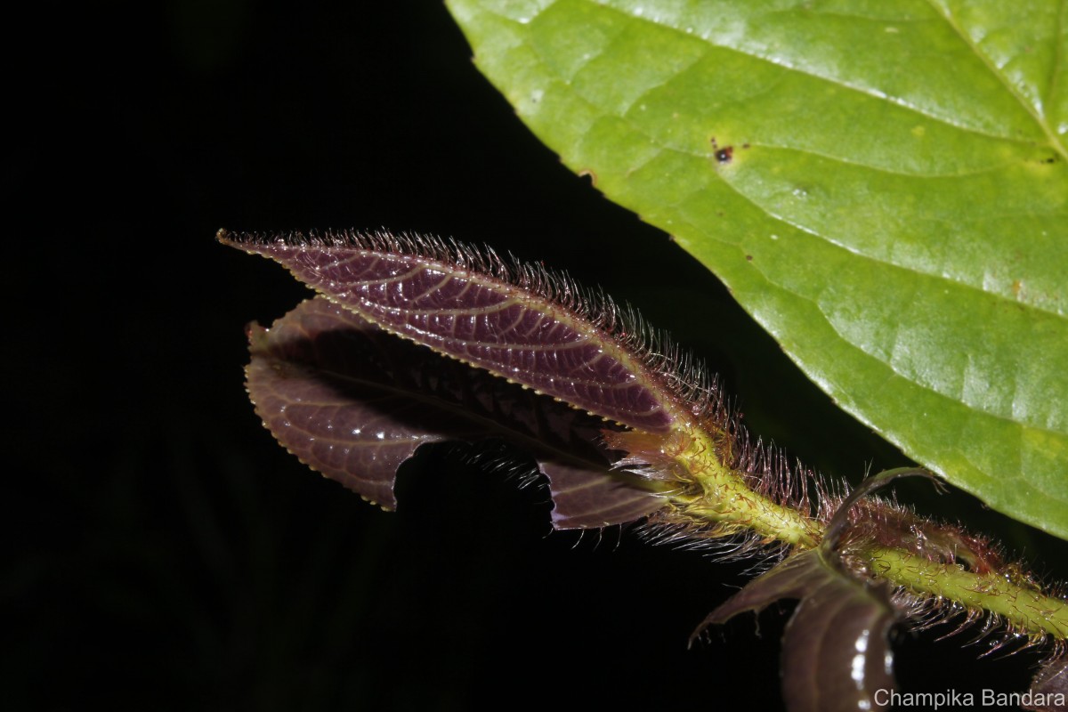Symplocos pulchra subsp. hispidula (Thwaites) Noot.